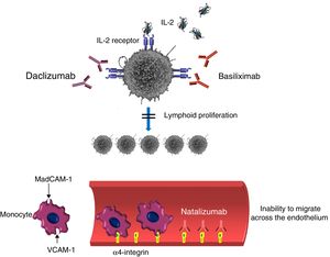Mechanism of action of anti-inflammatory mediators antibodies. IL-2: interleukin 2; VCAM-1: adhesion molecule vascular cell 1; MAdCAM-1: cell adhesion molecule 1 mucosal adhesin.