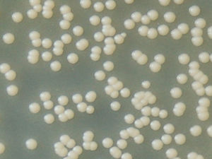 Colonies of Malassezia pachydermatis. Most strains of this species can grow in the medium of Sabouraud glucose agar without the addition of lipids, so they are traditionally referred to as non-lipid-dependent. However, all strains of this species are actually lipid-dependent, as they need lipids to grow.