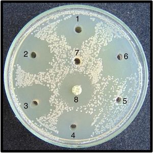 Efecto de los enjuagues bucales estudiados sobre Candida albicans en placa con agar Mueller Hinton II. 1: EBuc1; 2: EBuc2; 3: EBuc3; 4: EBuc4; 5: EBuc5; 6: EBuc6; 7: control negativo (suero fisiológico); 8: control positivo (disco de anfotericina B, BioRad®: 100 μg).