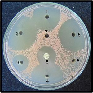 Efecto de los enjuagues bucales estudiados sobre Rhodotorula mucilaginosa en placa con agar Mueller Hinton II. 1: EBuc1; 2: EBuc2; 3: EBuc3; 4: EBuc4; 5: EBuc5; 6: EBuc6; 7: control negativo (suero fisiológico); 8: control positivo (disco de anfotericina B, BioRad®: 100 μg).