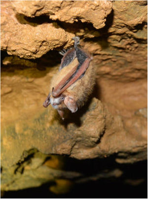 The name of this disease, white nose syndrome, refers to the whitish fungal growth that bats, which are infected by Pseudogymnoascus destructans, frequently present in the muzzle when hibernating. Photo courtesy of Peter Pattavina, USFWS.