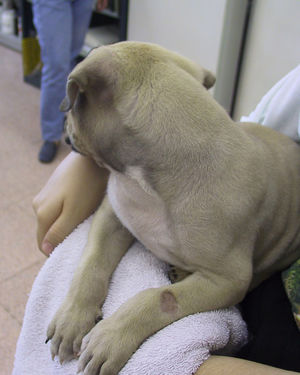 Characteristic circular area of hair loss in a puppy with ringworm. The dermatophyte grows radially from the starting point of infection, invades hair follicles and causes hair to fall out. These fungi feed mainly on the keratin that is found in hair and skin.