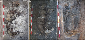 The different cadaveric states described in Taphos-m: (a) skeletonization with partial desiccation, (b) desiccation and (c) total skeletonization.