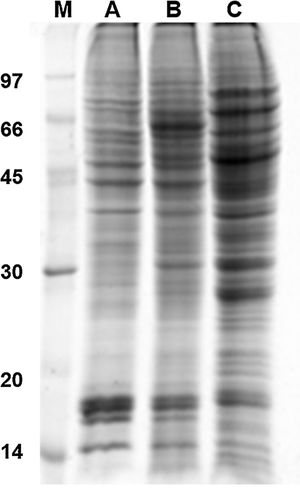 Protein profile in 1D gel electrophoresis. M: molecular weight marker in kDa; A: U937 monocytes; B: P. lutzii Pb01; and C: U937+Pb01.