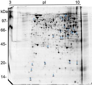 Analysis of proteins in 2D gel electrophoresis of P. lutzii Pb01. Proteins differentially expressed in Pb01 and U937 monocytes+Pb01 are marked with blue arrows.