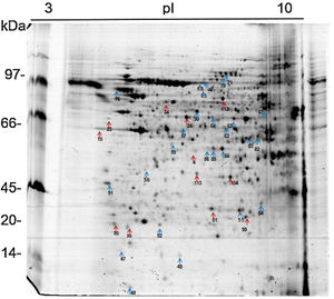 Analysis of proteins in 2D gel electrophoresis of U937 monocytes+P. lutzii Pb01. Proteins expressed in U937 are marked with red arrows, and those from Pb01 are marked with blue arrows.