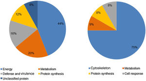 Identification of the biological processes associated with differentially expressed proteins. A: P. lutzii Pb01; B: U937 monocytes and Pb01.