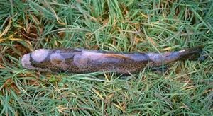 Cutaneous lesions in a river brown trout with saprolegniosis caused by Saprolegnia parasitica. Note the white or grey round patches over many parts of the body. Photo courtesy of ©José Miguel Aller Gancedo, Universidad de León.