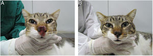 Cat with sporotrichosis successfully treated with itraconazole and potassium iodide at the Laboratory of Clinical Research on Dermatozoonoses in Domestic Animals at INI/Fiocruz, Rio de Janeiro, Brazil (2021). (A) Cat with sporotrichosis presenting epiphora, ulcerated skin lesion and crusts on the nasal planum, philtrum and above the upper lip before receiving the antifungal treatment. (B) The clinical cure was achieved after 28 weeks of itraconazole (100mg/24h) and potassium iodide (5mg/kg/24h) therapy.