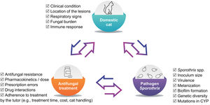 Major factors influencing the therapeutic response in feline sporotrichosis.