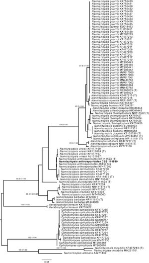 Phylogenetic analysis of Nannizziopsis strains. *=Sequences KX755429 and KX755440 were originally deposited as Nannizziopsis guarroi but cluster together with Nannizziopsis hominis. Sequence MN173349 was originally identified by Chen and colleagues (2021) as Nannizziopsisarthrosporioides but is now placed within the group of Nannizziopsisdermatitidis strains.2 (T)=Sequence originated from type-strain of specified species. The scale bar represents the nucleotide substitution ratio. Numbers next to major branches and values >85/0.85/85 represent the support of the likelihood ratio test, Bayesian interference, and bootstrapping, respectively.11Nannizziopsis arthrosporioides strain CBS 118890 is highlighted in bold.