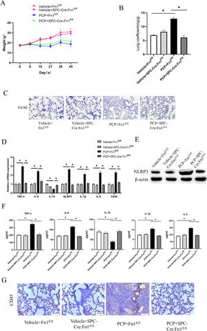 Measurement of lung injury and inflammation magnitude in mice. (A) Weight changes; (B) lung coefficient; (C) macrophage infiltration was detected by IHC; (D) TNF-α, IL-6, IL-10, IL-1b, IL-8, NLRP3 and CD45 expression levels were detected by qRT-PCR; (E) NLRP3 expression level was detected by WB; (F) TNF-α, IL-6, IL-10, IL-1b and IL-8 expression levels were detected by ELISA; (G) Expression of CD45 in lung tissue of mice in each group was detected by IHC. *p<0.05.