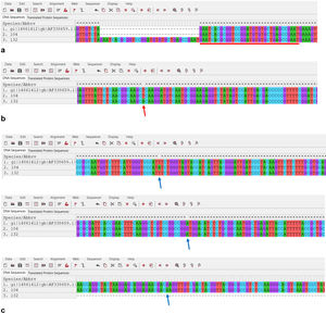 Mutations observed in the Cyp51A sequences obtained from the isolates ChFC 132 and ChFC 104. (a) TR34 (red bar), (b) L98H (red arrow), and (c) F46Y/M172V/E427K (blue arrows).