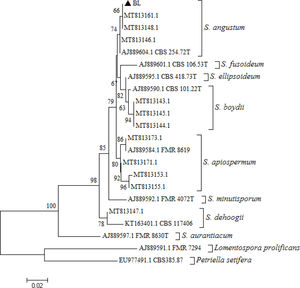 Neighbor-joining phylogenetic tree, developed with MEGA version 5.05, of the partial β-tubulin gene from reference strains belonging to the species Scedosporium angustum, Scedosporium fusoideum, Scedosporium ellipsoidea, Scedosporium apiospermum, Scedosporium aurantiacum, Scedosporium boydii, Scedosporium minutispora, Scedosporium dehoogii, Lomentospora prolificans, and Petriella setifera, as well as the strain isolated from the patient (▲ BL). The reference strains used (codes starting with MT, AJ, KT, EU) were retrieved from GenBank. Type strains have a “T” at the end of their codes. Bootstrap values of >50% with 1000 replicates used are written in each branch node. The bar indicates the number of substitutions per site.
