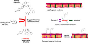 Isavuconazole mechanism of action.