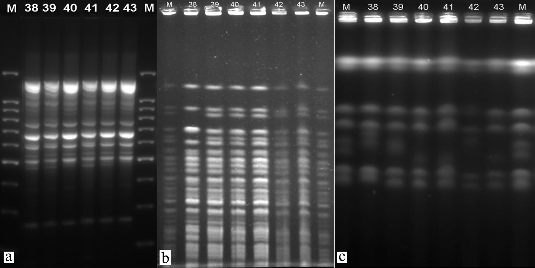 fig0005