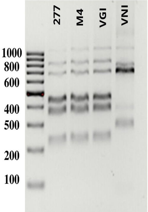 fig0025