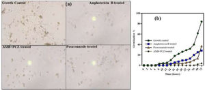 Germination of R. homothallicus sporangiospores under the effect of different antifungals along different time intervals. (a) Micrograph (scale of 0–50μm) of sporangiospores treated with amphotericin B (AMB), posaconazole (PCZ), and AMB+PCZ for 48h, and (b) time-dependent germination rate.