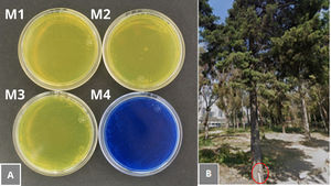 (A) l-Canavanine resistance test: growth of environmental isolates in canavanine-glycine-bromothymol blue medium. (B) Cavity in a specimen of the genus Pinus (red circle), from which C. gattii was isolated.