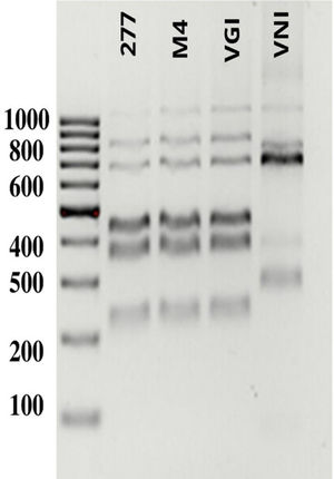 PCR-RFLP patterns of the URA5 gene. Lane 1: molecular weight marker (100 bp). The following lanes show the patterns of the clinical isolate from the patient (277), the environmental isolate obtained from the specimen of the genus Pinus (M4), and the reference strains corresponding to the VGI and VNI genotypes.25