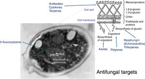 Antifungal mechanisms of action. Modified from 108.