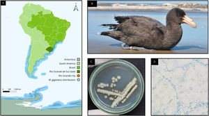 (A) Map of South America highlighting the city of Rio Grande, in the state of Rio Grande do Sul, Brazil, where Cassino Beach is located, as well as the migratory route and distribution area of the Southern Giant Petrel (Macronectes giganteus). (B) Specimen of Southern Giant Petrel from which Sporothrix brasiliensis was isolated. (C) Plate showing a subculture of the S. brasiliensis strain isolated from the cloacal mucosa of the bird. (D) Microscopic view of the S. brasiliensis strain (400× magnification.).