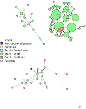 Genetic comparison of the Sporothrix brasiliensis strain isolated from the cloaca of a Macronectes giganteus specimen with previously genotyped isolates, based on short tandem repeat genotyping. Minimum spanning tree illustrates the genetic relationships between the S. brasiliensis isolate obtained from the cloaca of the bird and other strains reported in the literature. Branch lengths indicate levels of genetic variation between isolates: thick solid lines (variation in one short tandem repeat-STR marker), thin solid lines (variation in two markers), thin dashed lines (variation in three markers), and thin dotted lines (variation in four or more markers).