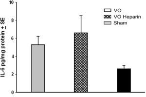 Expresión de proteína de IL-6 durante la oclusión venosa. La oclusión venosa (OV), con y sin heparina, no dio lugar a un aumento significativo de los niveles de IL-6 comparado con animales sometidos a simulación. IL-6: interleucina 6. IL-6 pg/mg protein ±SE: IL-6 pg/ml de proteína ± EE. VO: Obstrucción venosa. VO Heparin: Obstrucción venosa + heparina. Sham: Simulación.