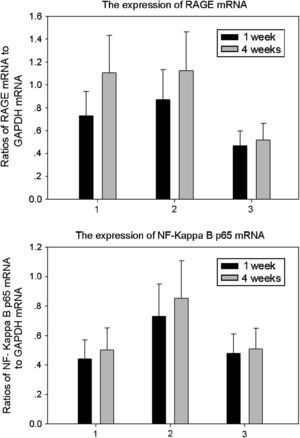 Resultados de la expresión de ARNm de RAGE y p65 de NF-kappaB de ratas de los tres grupos (media±DE). Comparado con ratas no diabéticas del grupo control, en animales diabéticos la expresión de ARNm de RAGE aumentó significativamente a 1 y 4 semanas (p<0,05). Comparado con ratas que bebieron aminoguanidina (AG) y animales de control, la expresión de ARNm de p65 de NF-kappaB de ratas diabéticas que bebieron agua destilada aumentó significativamente a 1 y 4 semanas (p<0,05). 1: ratas que bebieron AG; 2: ratas diabéticas que bebieron agua destilada; 3: animales control. 1 week: una semana; 4 weeks: 4 semanas; Ratios of NF-Kappa B p65 mRNA to GAPDH mRNA: cociente de ARNm p65 NF-kappaB con respecto a ARNm de GAPDH; Ratios of RAGE mRNA to GAPDH mRNA: cociente ARNm RAGE con respecto a ARNm GAPDH; The expression of NF-Kappa B p65 mRNA: expresión de ARNm p65 NF-kappaB; The expression of RAGE mRNA: expresión de ARNm de RAGE.