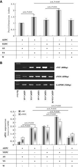 Efectos del suero joven y senil sobre la proliferación y diferenciación de las células progenitoras endoteliales (CPE). A Análisis mediante histograma de la proliferación y diferenciación de CPE, n=6. Los datos se normalizaron con respecto al grupo de CPE añosas (CPEA) cultivadas con suero senil. B Efectos del suero sobre la expresión de ARNm del factor de von Willebrand (FvW) y de óxido nítrico sintasa endotelial (eNOS) en las CPE después de 10 días de cultivo. Se muestra una imagen representativa de la reacción en cadena de la polimerasa retrotranscriptasa (RCP-RT), y se proporciona un análisis de la imagen de las bandas. Los resultados se repitieron 4 veces. C Análisis de células activadas por la fluorescencia (FACS) de la expresión de CD31 y KDR en CPE después de 10 días de cultivo. Los datos se expresaron como medias ± desviación estándar (DE), n=6. Se consideró estadísticamente significativo un valor de p<0,05. AEPC: CPEA; Aged cell: célula senil; AS: SS; CD31 expression (n=6): expresión de CD31; eNOS: óxido nítrico sintasa endotelial; Isotype control: control de isotipo; KDR expression (n=6): expresión de KDR (n=6); Marker: marcador; mRNA expression (objective/GAPDH): expresión de ARNm (objetivo/GAPDH); Proliferation index: índice de proliferación; vWF: FvW; W: wortmanina; YEPC: CPEJ; Young cell: célula joven; YS: SJ.