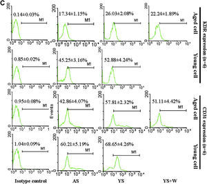 Efectos del suero joven y senil sobre la proliferación y diferenciación de las células progenitoras endoteliales (CPE). A Análisis mediante histograma de la proliferación y diferenciación de CPE, n=6. Los datos se normalizaron con respecto al grupo de CPE añosas (CPEA) cultivadas con suero senil. B Efectos del suero sobre la expresión de ARNm del factor de von Willebrand (FvW) y de óxido nítrico sintasa endotelial (eNOS) en las CPE después de 10 días de cultivo. Se muestra una imagen representativa de la reacción en cadena de la polimerasa retrotranscriptasa (RCP-RT), y se proporciona un análisis de la imagen de las bandas. Los resultados se repitieron 4 veces. C Análisis de células activadas por la fluorescencia (FACS) de la expresión de CD31 y KDR en CPE después de 10 días de cultivo. Los datos se expresaron como medias ± desviación estándar (DE), n=6. Se consideró estadísticamente significativo un valor de p<0,05. AEPC: CPEA; Aged cell: célula senil; AS: SS; CD31 expression (n=6): expresión de CD31; eNOS: óxido nítrico sintasa endotelial; Isotype control: control de isotipo; KDR expression (n=6): expresión de KDR (n=6); Marker: marcador; mRNA expression (objective/GAPDH): expresión de ARNm (objetivo/GAPDH); Proliferation index: índice de proliferación; vWF: FvW; W: wortmanina; YEPC: CPEJ; Young cell: célula joven; YS: SJ.