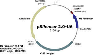 Mapa estructural del plásmido pSilencer 2.0-U6. Ampicillin: ampicilina; CoIE1 origin: origen CoIE1; siRNA: ARNsi; U6 Promoter: U6 promotor.