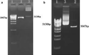 a MCP-1: sh1. b MCP-1: sh2. Carril 1, marcador; carril 2, plásmido blanco; línea 3, plásmido digerido.