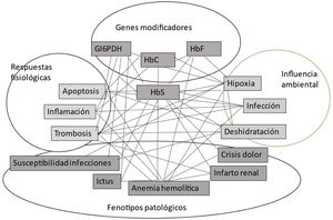 Factores e interacciones biológicas que determinan el fenotipo clínico en la anemia falciforme. HbS, hemoglobina falciforme; HbF, hemoglobina fetal; HbC, hemoglobina C; Gl6PDH, glucosa 6 fosfato deshidrogenasa.