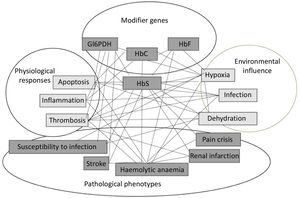 Biological factors and interactions determining the clinical phenotype in sickle cell disease. HbS, sickle haemoglobin; HbF, foetal haemoglobin; HbC, haemoglobin C; Gl6PDH, glucose-6 phosphate dehydrogenase.