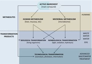 Metabolites and transformation products of pharmaceuticals. (Source: Kümmerer K.7)