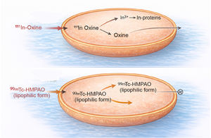 Schematic of the passive diffusion mechanism for leukocyte labeling. Source: Prepared by the authors.
