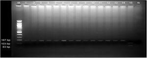 Electrophoresis of PCR results in the intervention group.