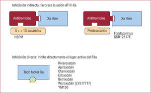 Mecanismos de inhibición del factor Xa. Los fármacos que producen inhibición indirecta precisan de cofactor (ATIII) para inhibir el FXa libre y tienen efecto irreversible. Los fármacos con inhibición directa actúan directamente sobre el lugar activo y tienen capacidad para inhibir todo el FXa. Efecto reversible. a: activado; ATIII: antitrombina III.