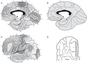 A. Medial sagittal view of the right hemisphere. Note. The frontal area is on the left and the occipital area on the right; in black, the corpus callosum. B. Medial sagittal view of the right hemisphere in which s some Brodmann areas (BA) cited in the text have been numbered Note. The lines correspond to the boundaries of the areas. In dotted lines are the BA 11, 12, and 25, considered part of the vmPFC. C. Lateral view of the left hemisphere. Note. The frontal area is on the left and occipital area on the right. BA 46 is the dorsolateral prefrontal cortex (dlPFC). D. Basal View of the frontal lobe of the right hemisphere, in which part of the vmPFC is shown in dotted lines. Note. The rest of the base of the frontal lobe is formed by the orbital gyri. OLF, olfactory sulcus; MOS, medial orbital sulcus; TOS, transverse orbital sulcus; LOS, lateral orbital sulcus. A, B and D published with permission from the editor. Original source: Ortega-Escobar J. and Alcazar-Córcoles M. A. Neurobiology of aggression and violence. Yearbook of Legal Psychology 26 (2016) 60-69. Copyright © 2016 College of Psychologists of Madrid. Published by Elsevier Spain, S.L.U. This is an Open Access article under the CC BY-NC-ND license”. C taken and modified from Brodmann (1914).