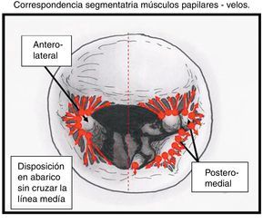 Disposición de las cuerdas nativas: correspondencia segmentaria entre inserción en músculos papilares y segmentos de los velos.