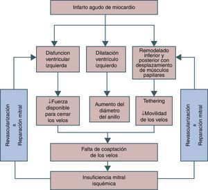 Mecanismo fisiopatológico de la insuficiencia mitral isquémica. Se muestra la posible interrupción del círculo vicioso mediante la cirugía mitral o revascularización miocárdica.