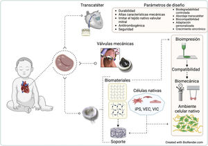 Parámetros de diseño desde la ingeniería de tejidos de un implante valvular mitral. Parámetros de diseño identificados en la revisión correlacionados con los procedimientos y los tipos de implantes aplicando los conceptos de ingeniería de tejidos valvulares como el uso de biomateriales, soportes y células nativas, utilizando bioimpresión y caracterizando su compatibilidad biológica y mecánica, entre otras, para generar un ambiente similar al nativo. iPS: células pluripotentes inducidas a células nativas; VEC: células endoteliales valvulares; VIC: células instersticiales valvulares.