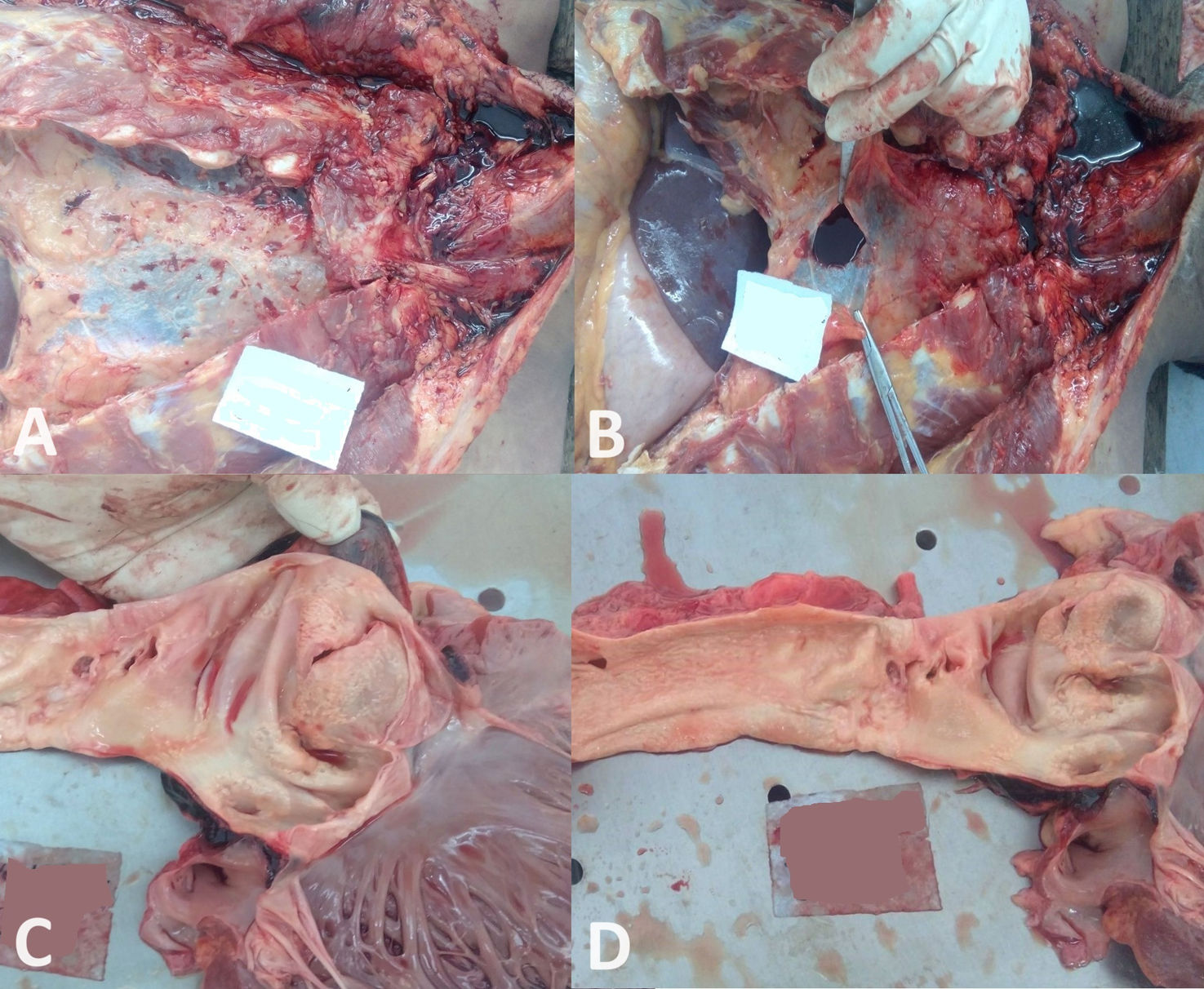 fig0015