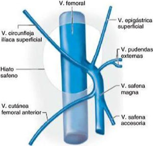 Esquema anatómico del sistema venoso.