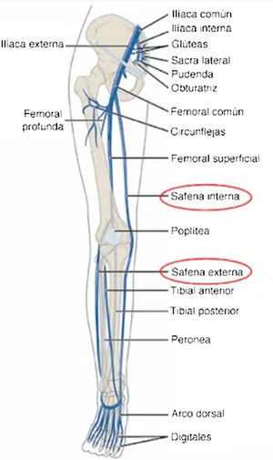 Esquema anatómico de la circulación venosa superficial y profunda de las extremidades inferiores.