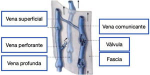 Comunicación del sistema venoso profundo y sistema venoso superficial de las extremidades inferiores.