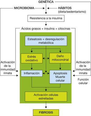 Fisiopatología del hígado graso no alcohólico. Fisiopatología del hígado graso no alcohólico.