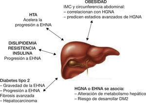 Correlación entre componentes del síndrome metabólico y la presencia de grasa en el hígado. Correlación entre componentes del síndrome metabólico y la presencia de grasa en el hígado.