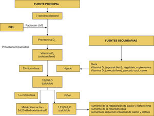 Metabolismo de la vitamina D. Metabolismo de la vitamina D.